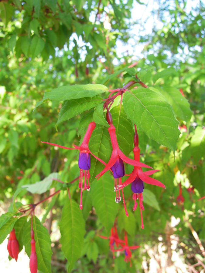 Fuschia sp.